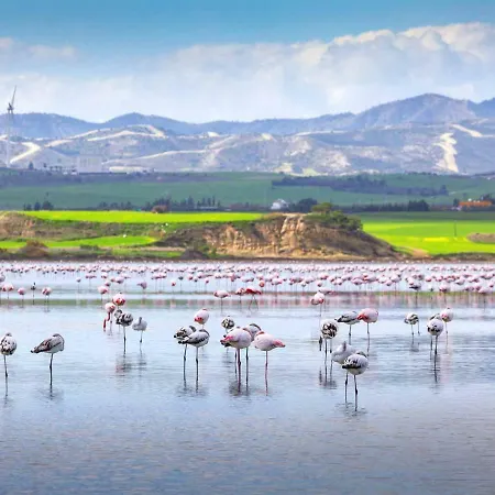 Mariliz Larnaca